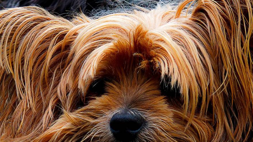 Magenprobleme beim Hund mit Kräutern behandeln