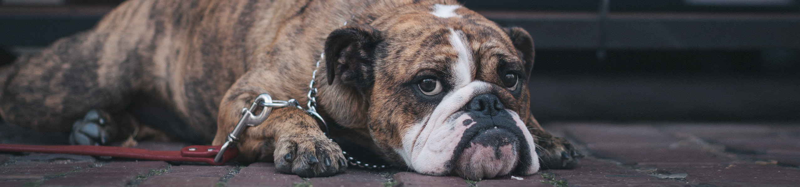 Was tun bei Lipomen Hunde natürlich behandeln